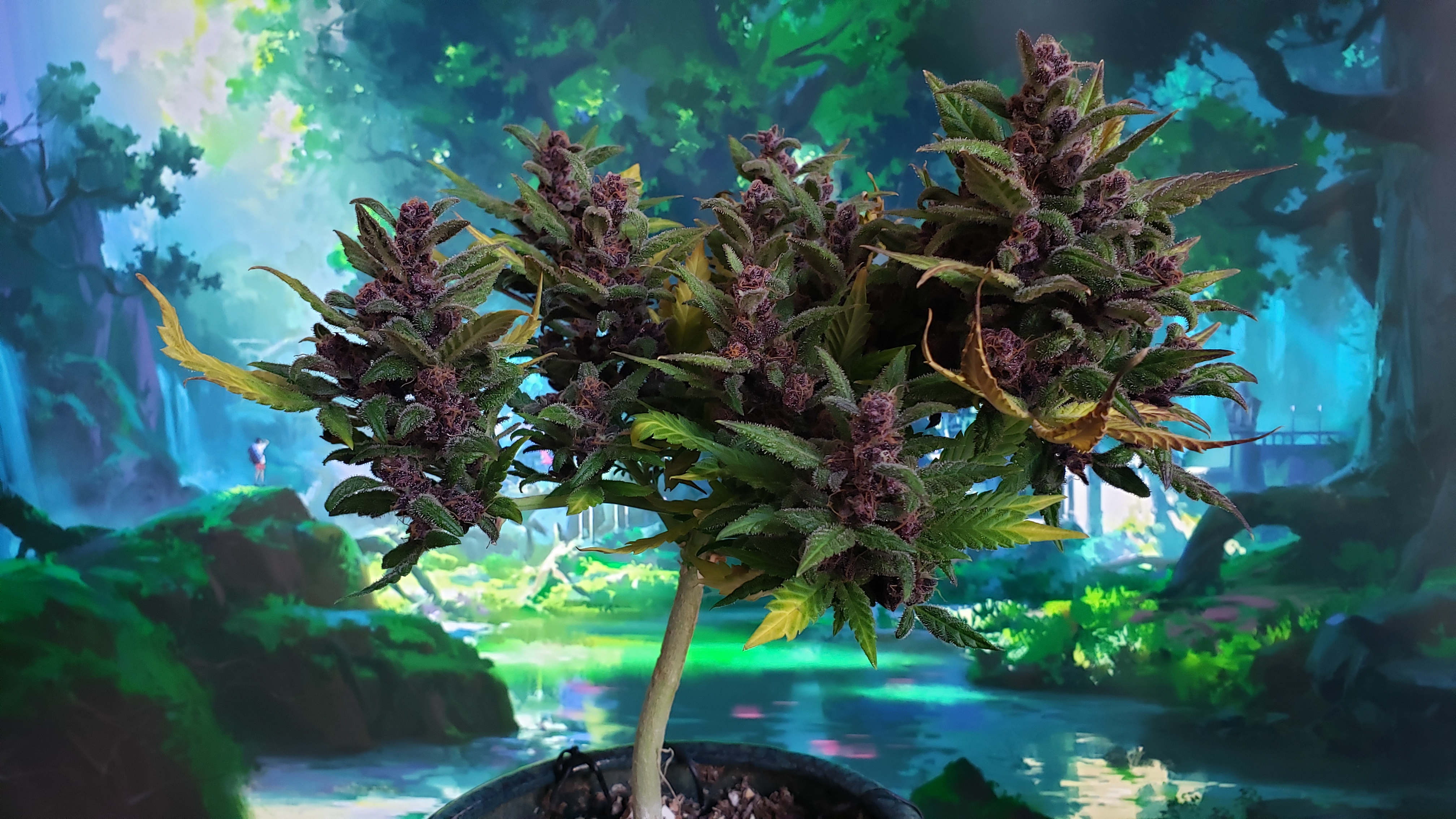 Cannabis Bonsai