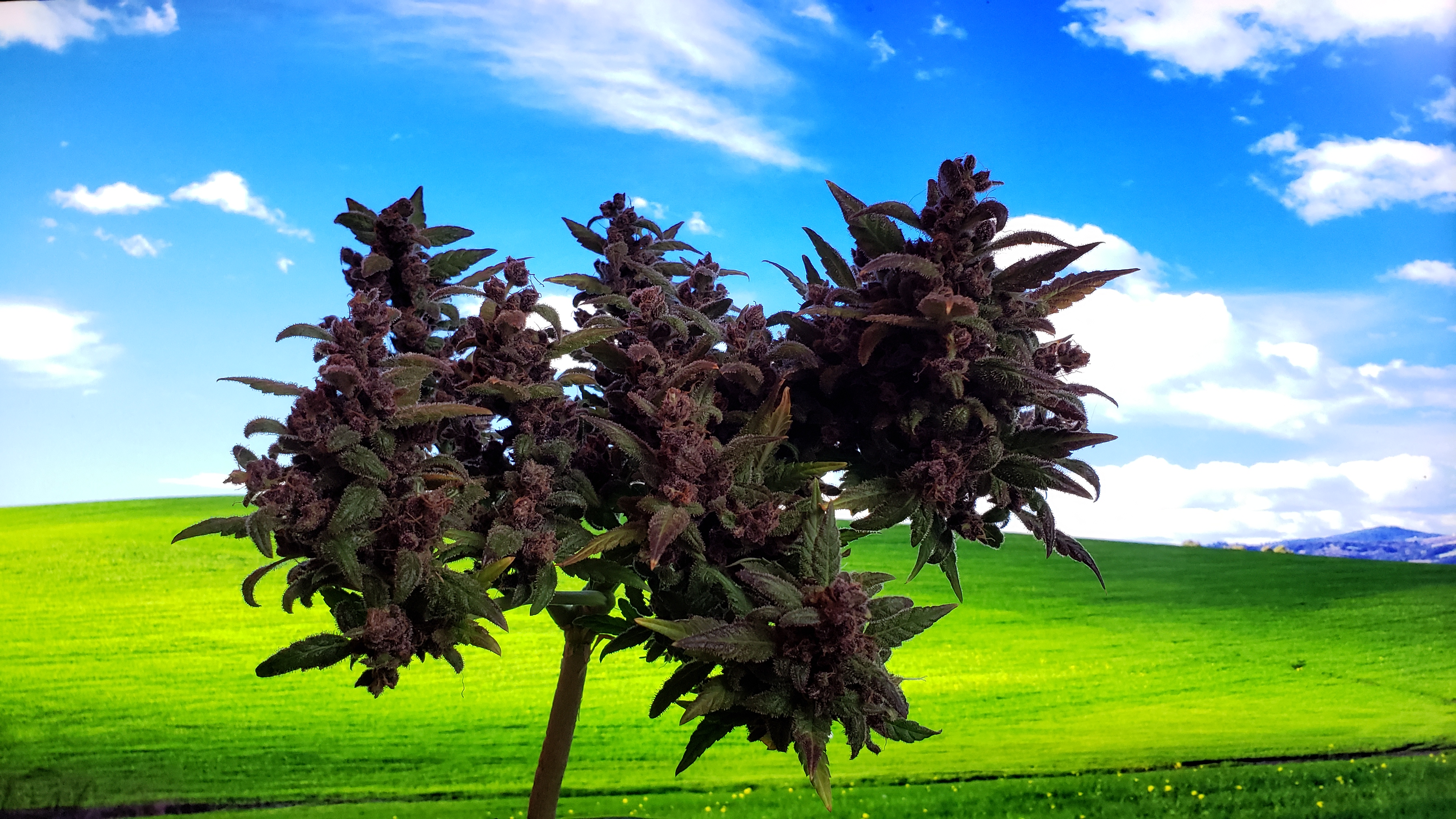 Cannabis Bonsai