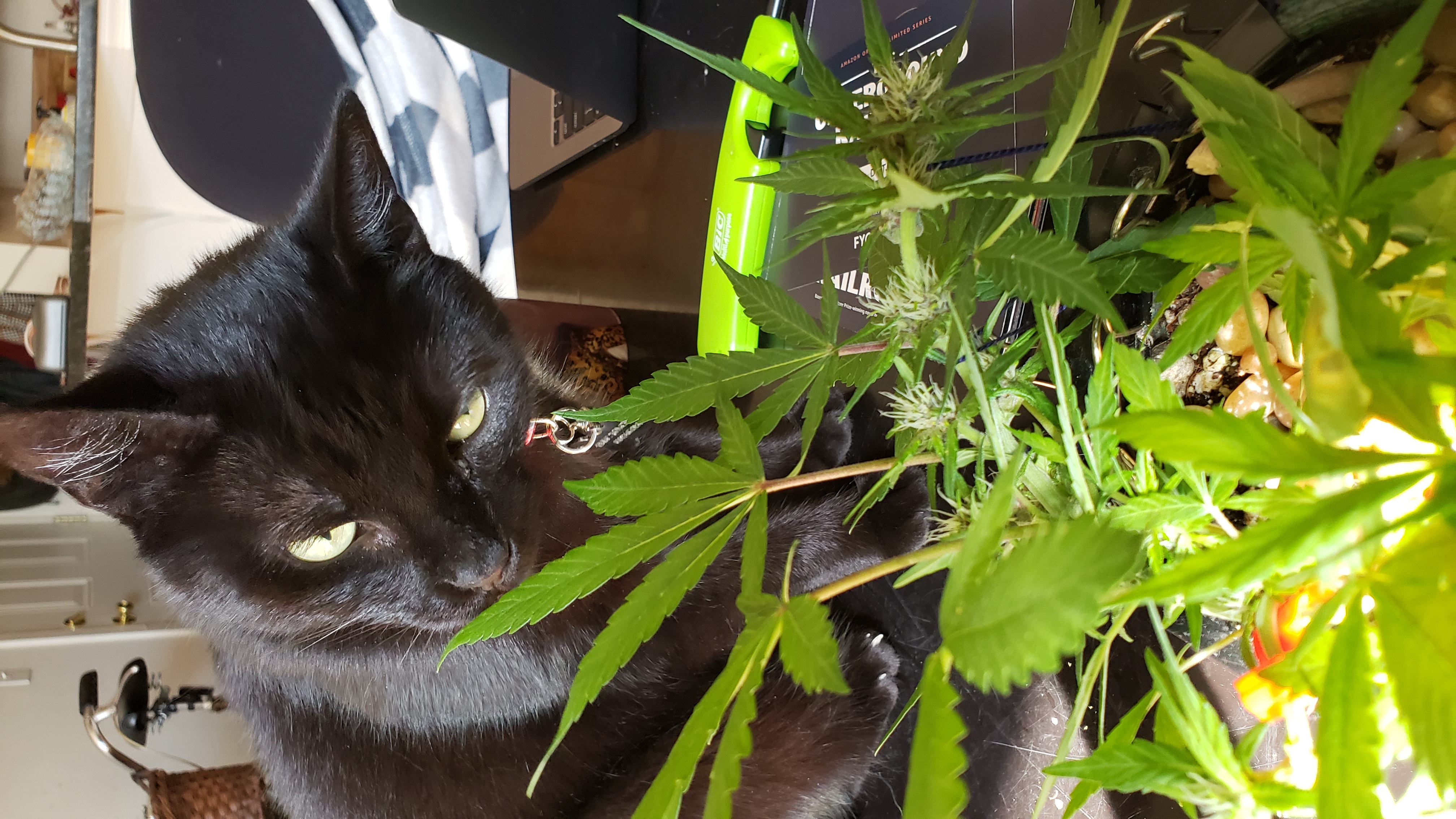 A cat eating a fan leaf